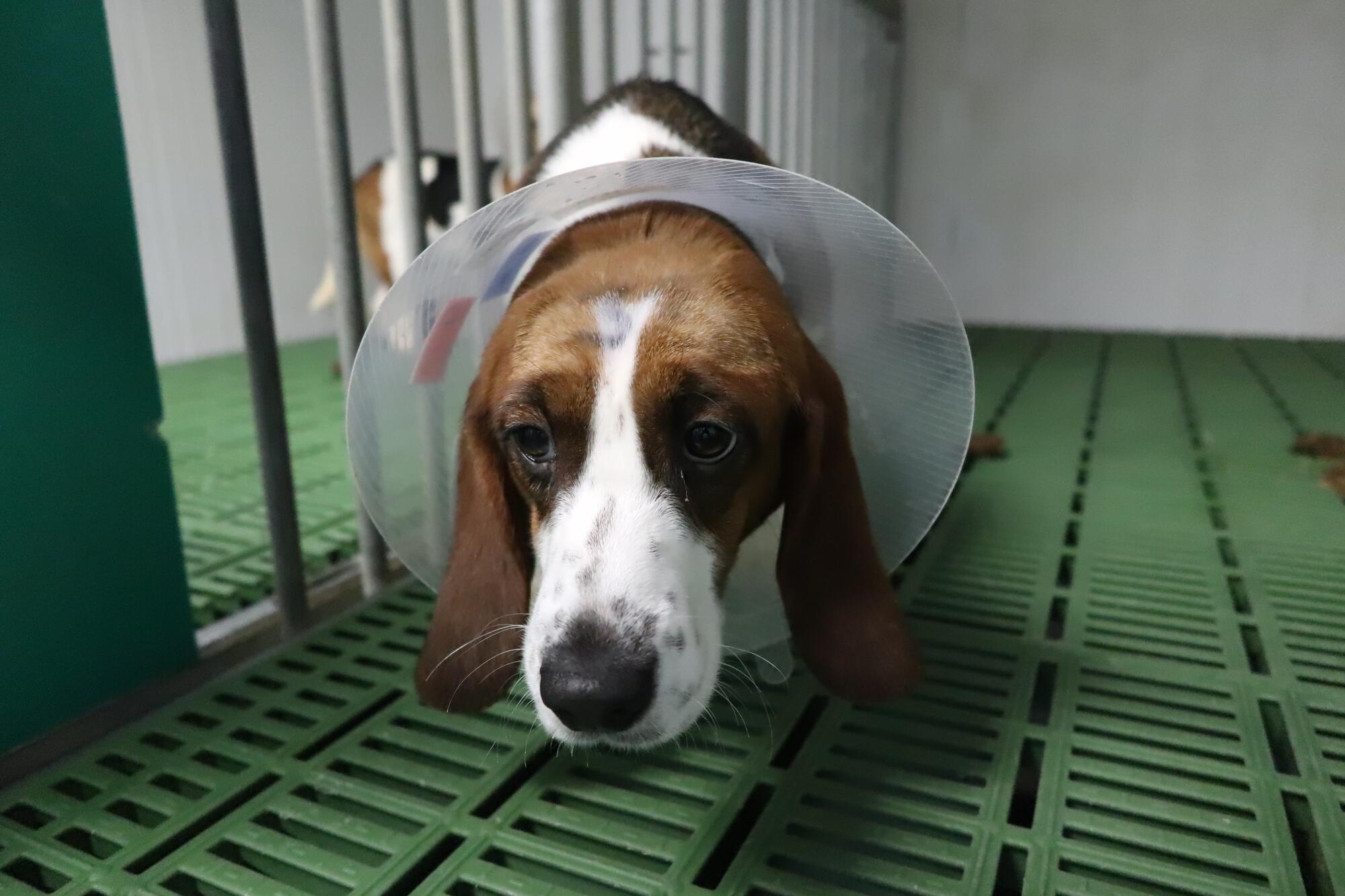 Perro experimentación